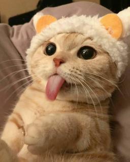 CATCOINS