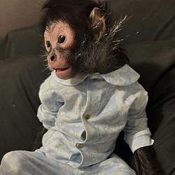 MONKEY TAKEN BY POLICE
