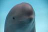 Miharu - Smiling Dolphin