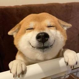 UPDOG