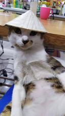 Cat wif hat