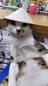 Cat wif hat