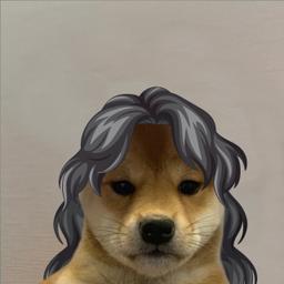 DOGWIFHAIR