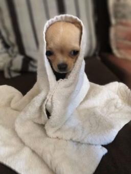 Dog Wif Towel