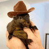 Peanut the Squirrel