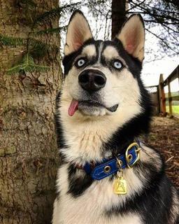 Goofy Husky