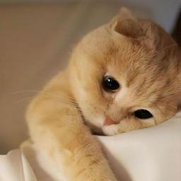 Cute CAT
