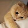 Cute CAT
